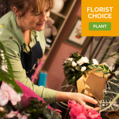 Florist Choice Plant - Option of a Green-House plant or a Flowering-House Plant. Please disclose within Special Requests box which you would prefer.